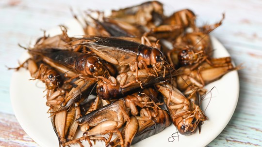 Besouros, baratas, grilos: comer inseto faz bem à saúde, diz estudo