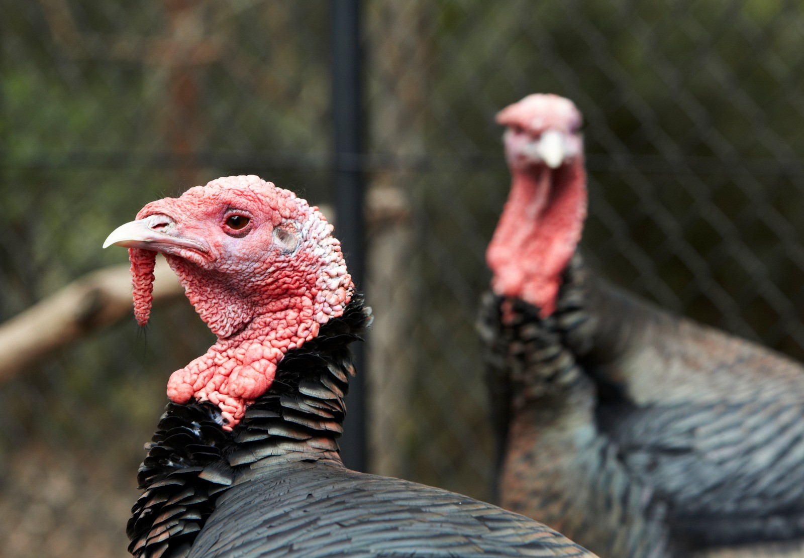 Indústria descarta risco no consumo de carne de aves após foco de Newcastle em SC