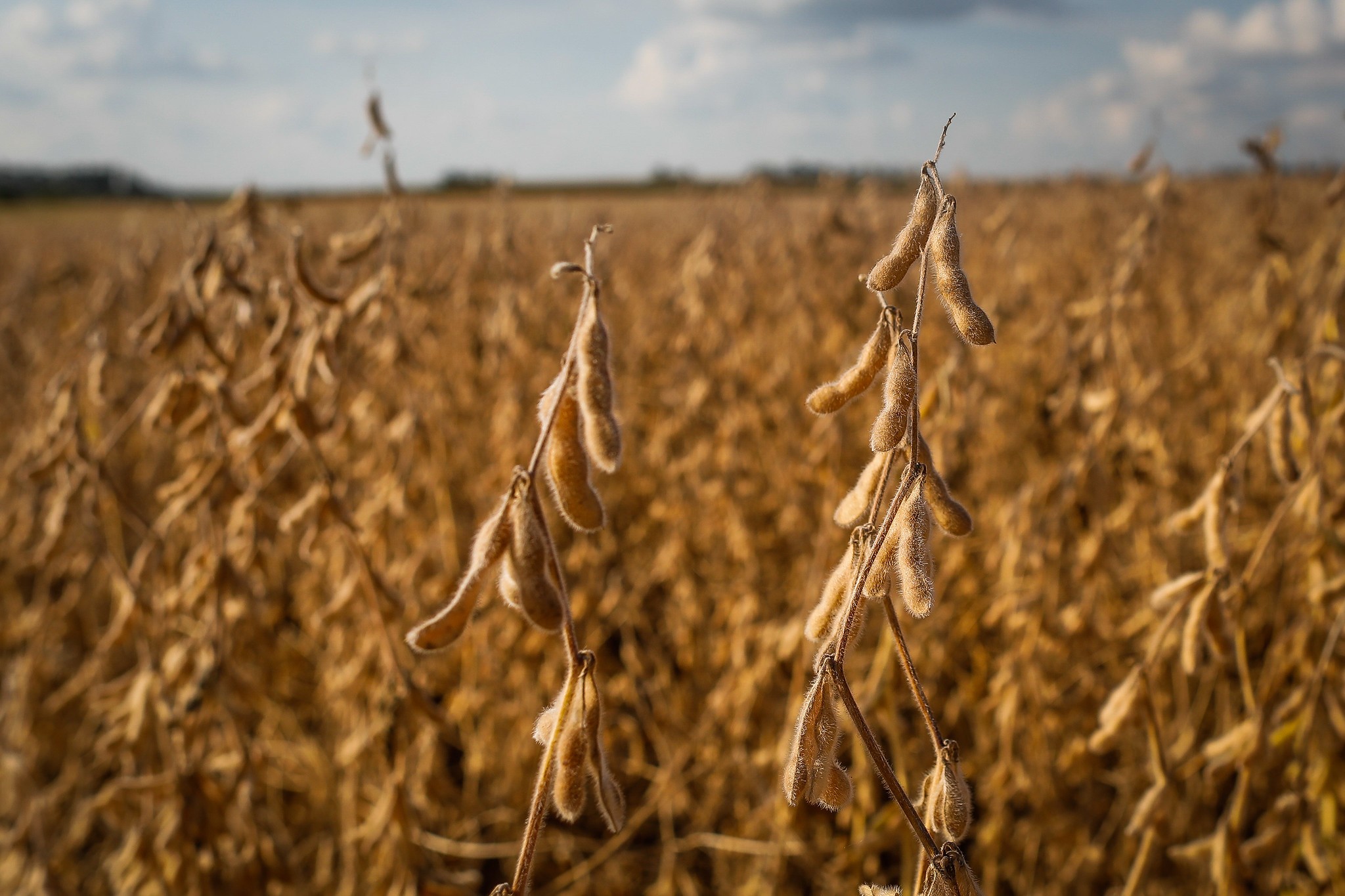 El Niño reduz chuvas e impacta produtividade da soja no Cerrado