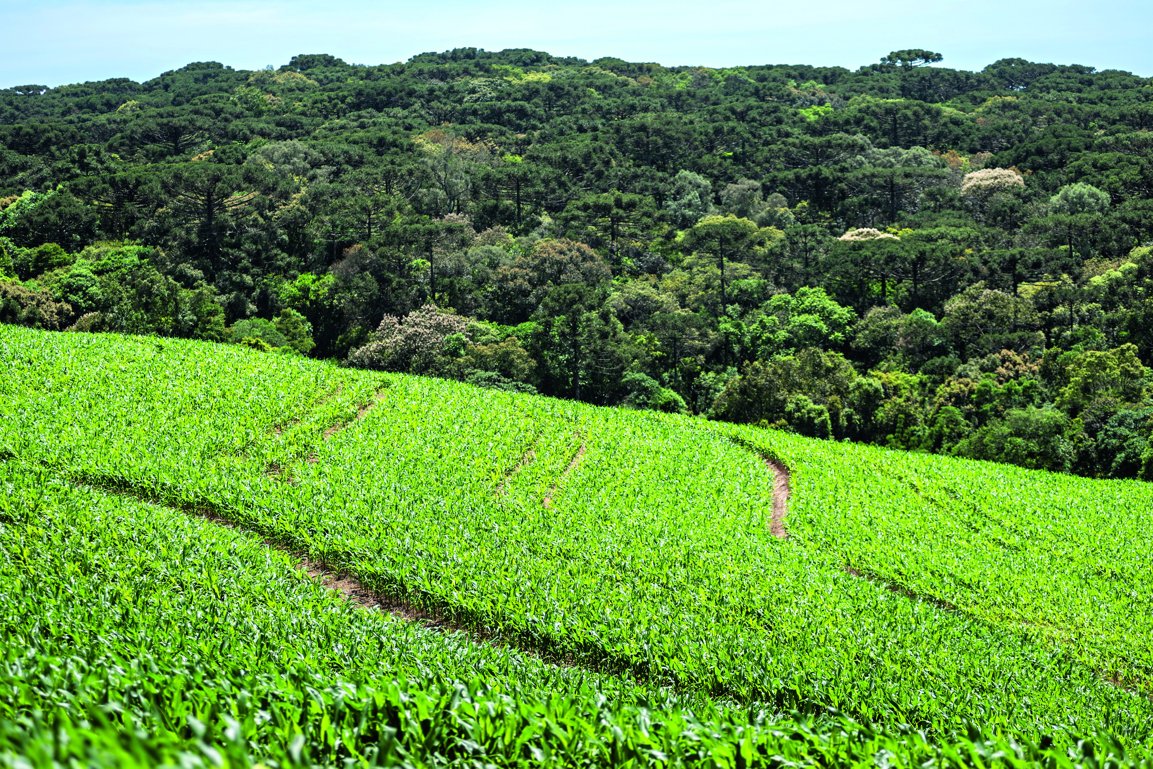 Tecnologia nacional de análise de solo chega aos EUA