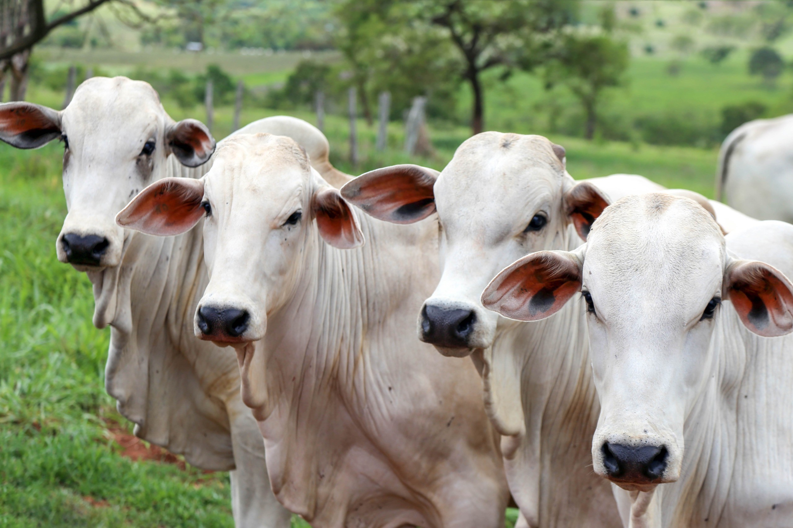 Parasitas provocam perda de até 13 quilos por animal na pecuária brasileira, diz estudo