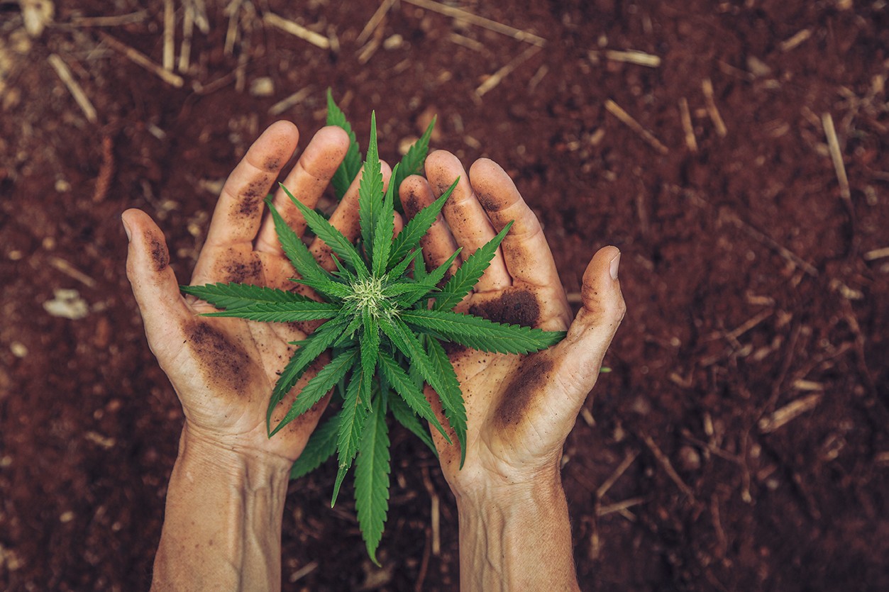 Da terra ao tratamento: como é o trabalho na maior fazenda de cannabis medicinal do país
