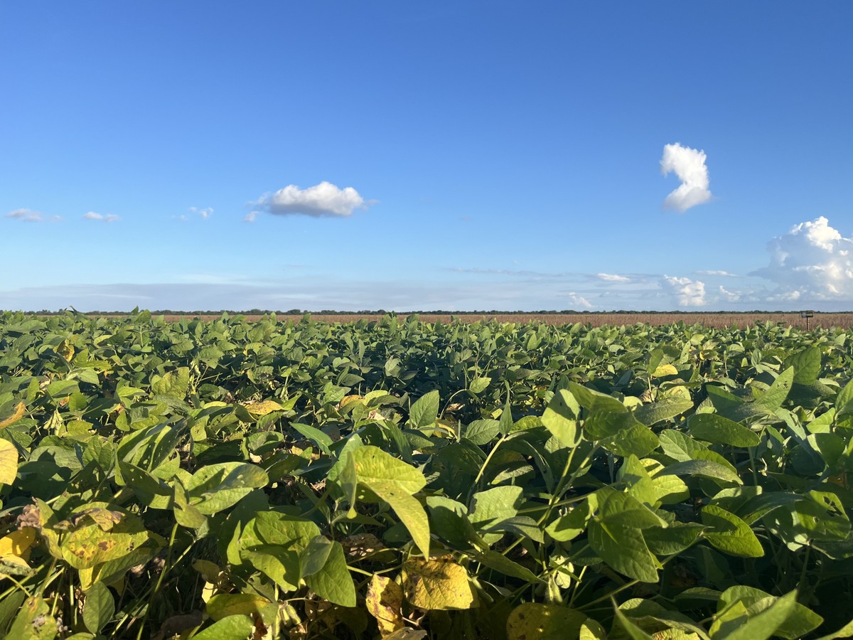 Mato Grosso lidera avanço da soja sustentável no Brasil, aponta RTRS