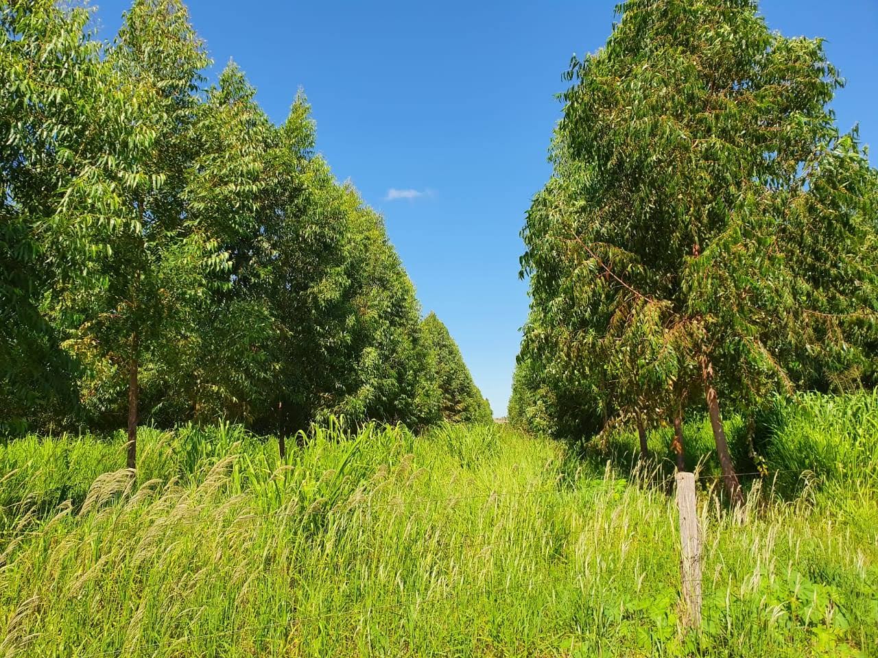 Experimentos em Goiás melhoram a qualidade do solo do Cerrado