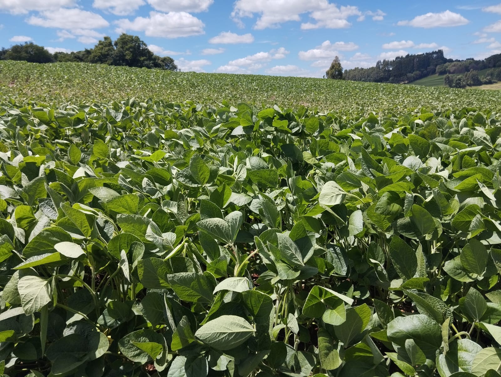 Clima nos EUA será decisivo para rumos do mercado de soja