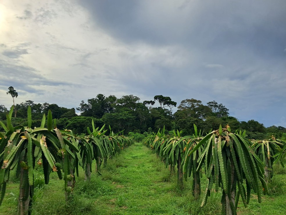 Daniel Mendonça Sampaio plantou 2 mil pés de pitaya em 0,5 hectare — Foto: Arquivo pessoal