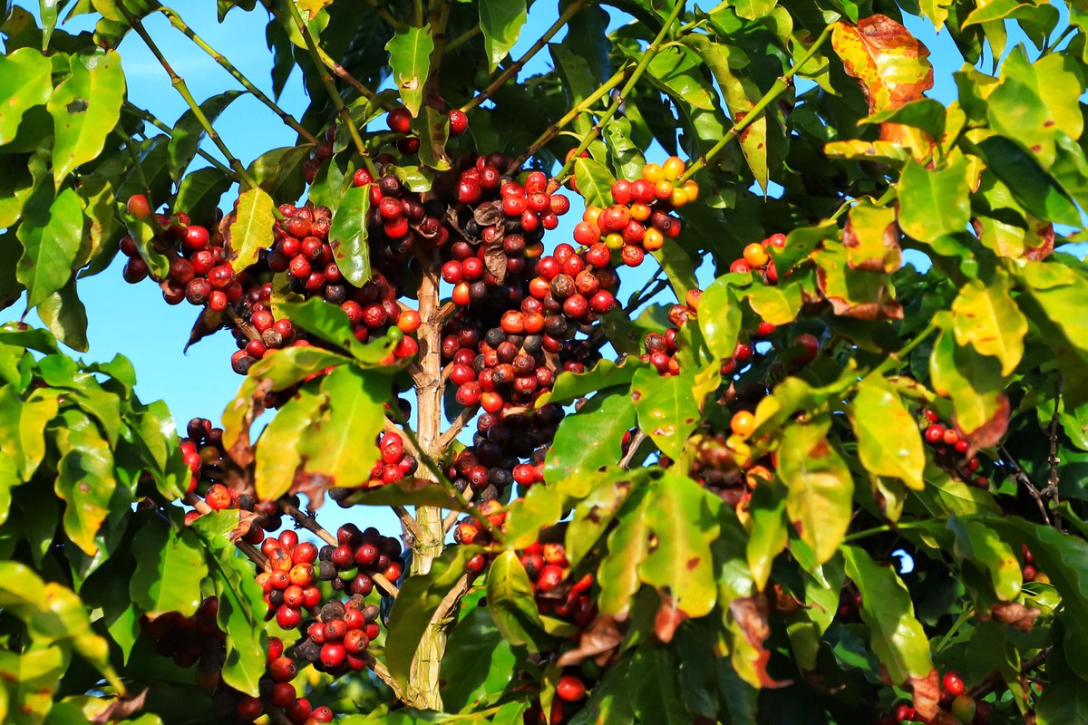 Preços do café são pressionados com expectativa de boa safra