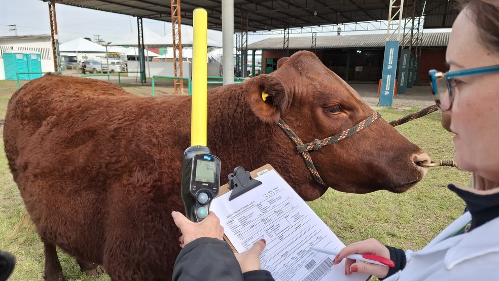 O chip é "lido" por um bastão de leitura, o que facilita o manejo — Foto: Fernando Dias / divulgação