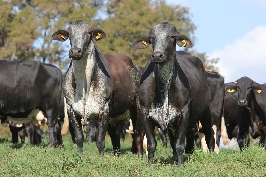 Valor do registro de Girolando gira em torno de R$ 70 por animal