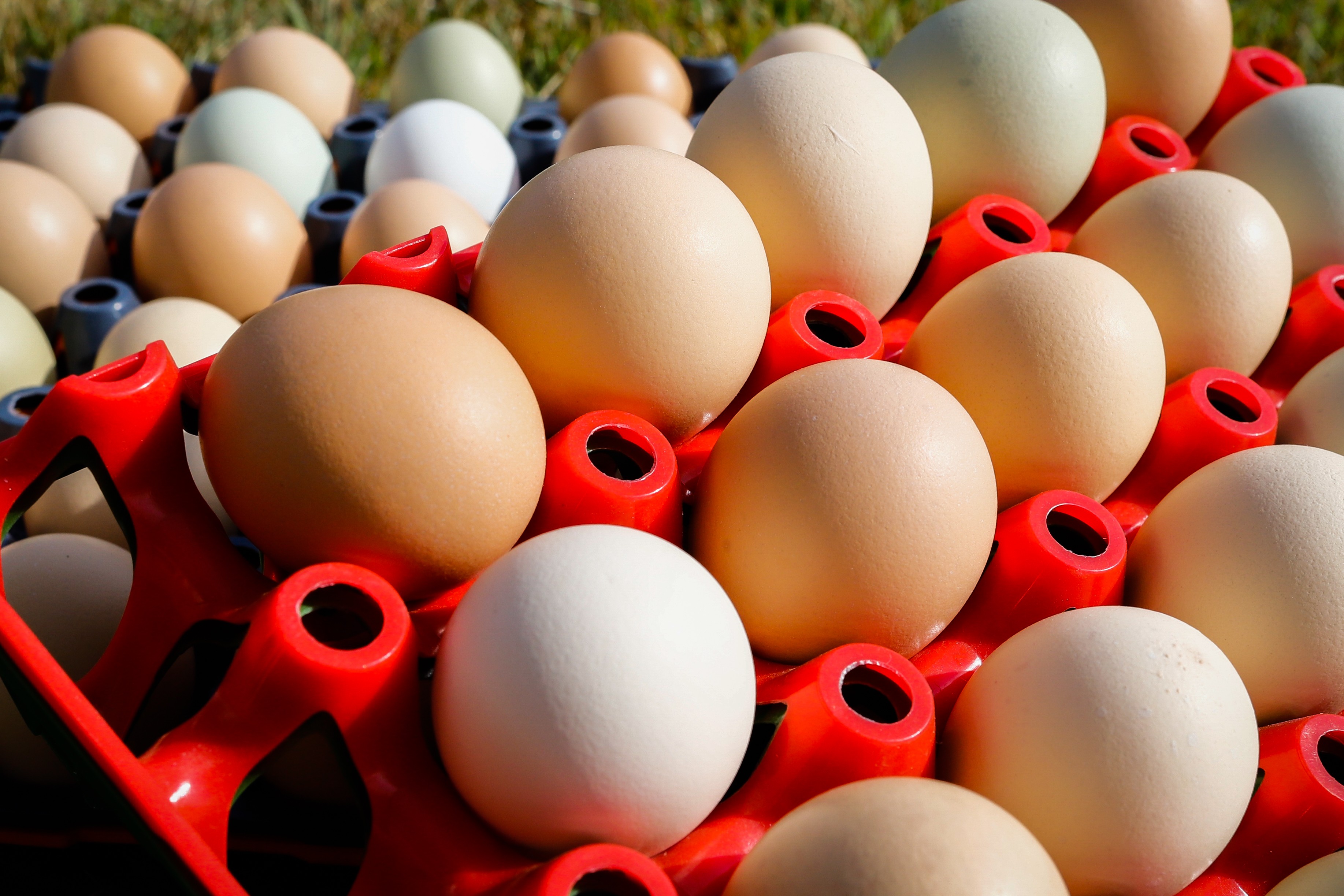 Preços dos ovos atingem recordes no Brasil com oferta apertada