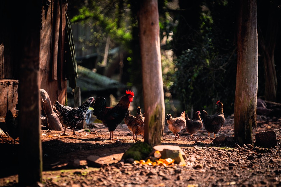 Doença de Newcastle foi identificada em Anta Gorda (RS) — Foto: Marcelo Curia