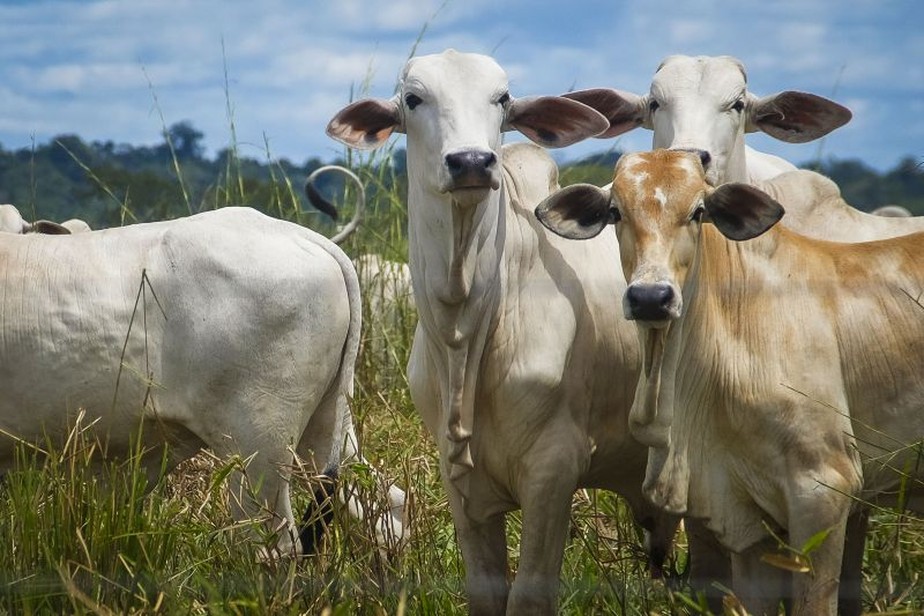 Sete unidades federativas não precisarão mais vacinar seu rebanho bovino e bubalino contra a doença