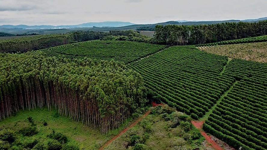 Fazenda Pinhal produz café e eucalipto