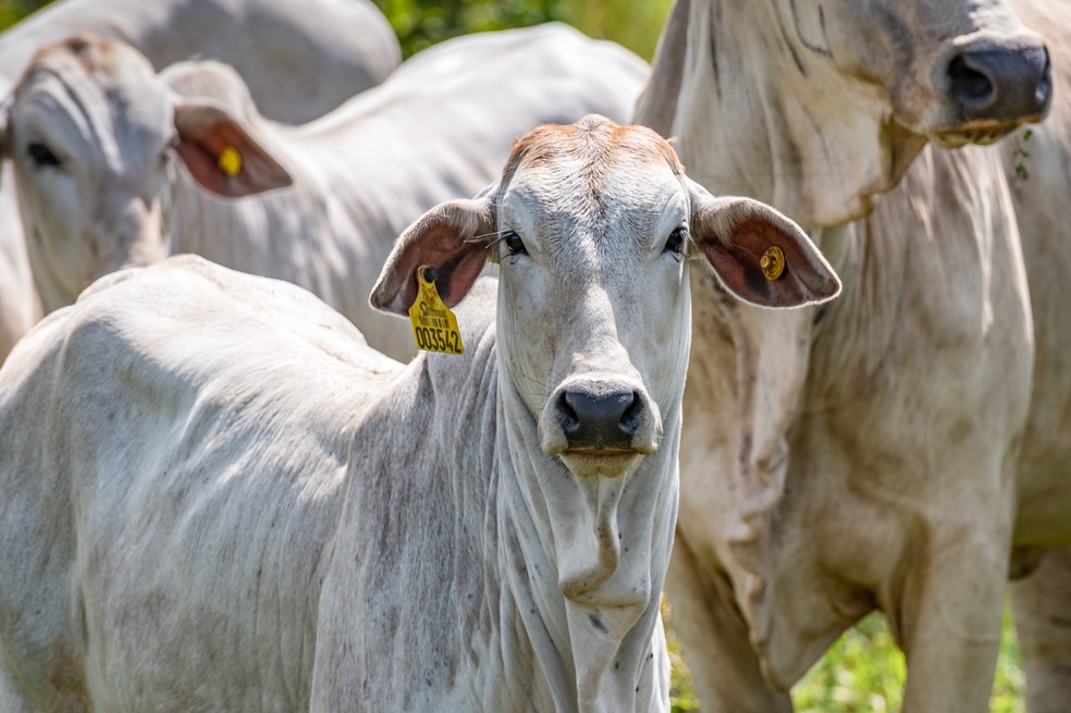 Rastreabilidade individual de bovinos ganhou força em 2023 — Foto: Marcus Mesquita/Divulgação