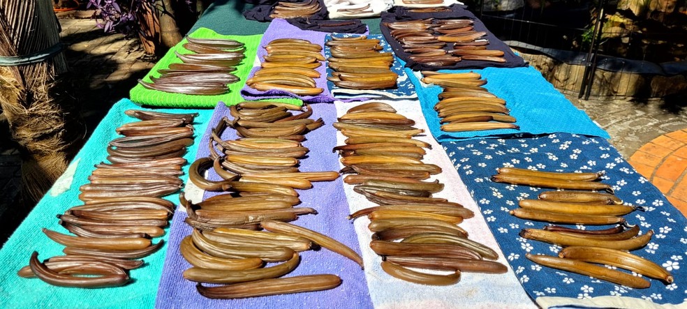 Produção do fruto (favas) da baunilha é bastante limitada. — Foto: Márcio Moraes / Divulgação