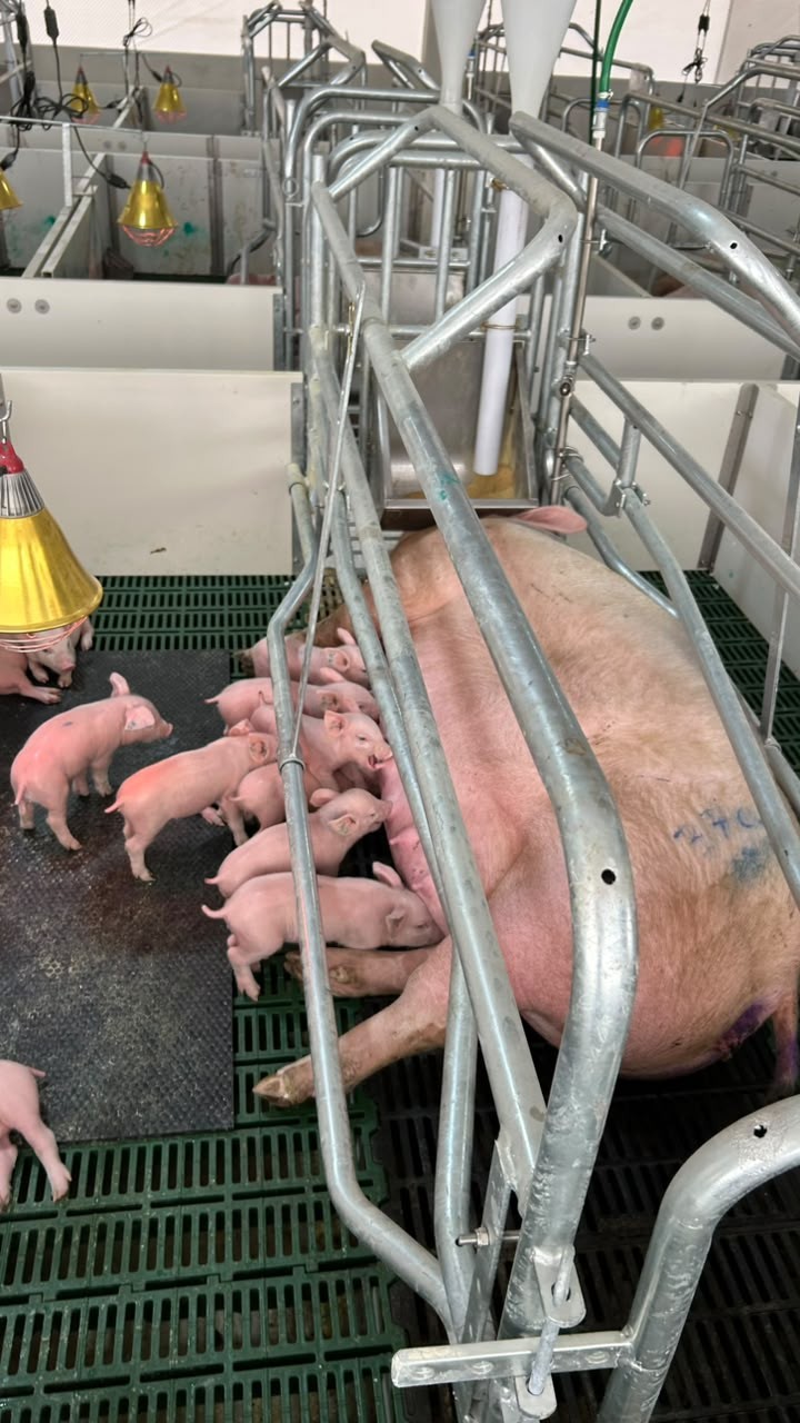 Startup cria IA para evitar morte de  leitões recém-nascidos