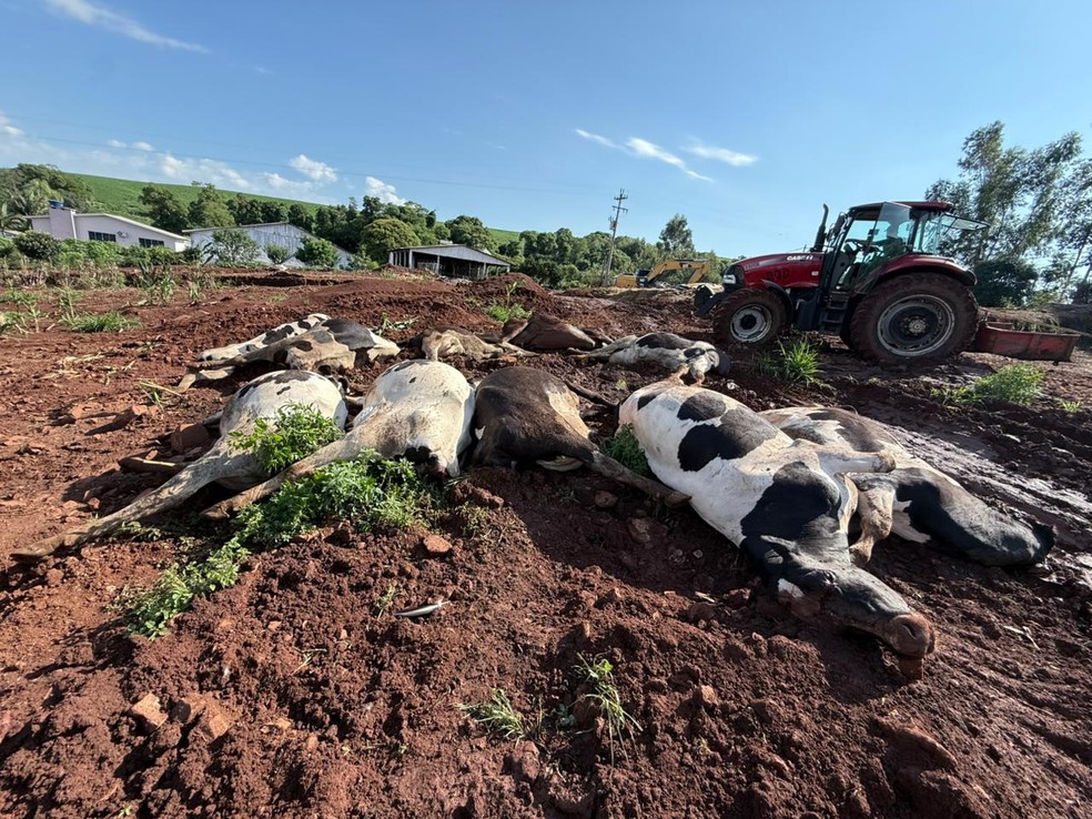 Vacas mortas produziam de 1.200 a 1.400 litros diários de leite — Foto: Ana Paula Witter/Arquivo pessoal