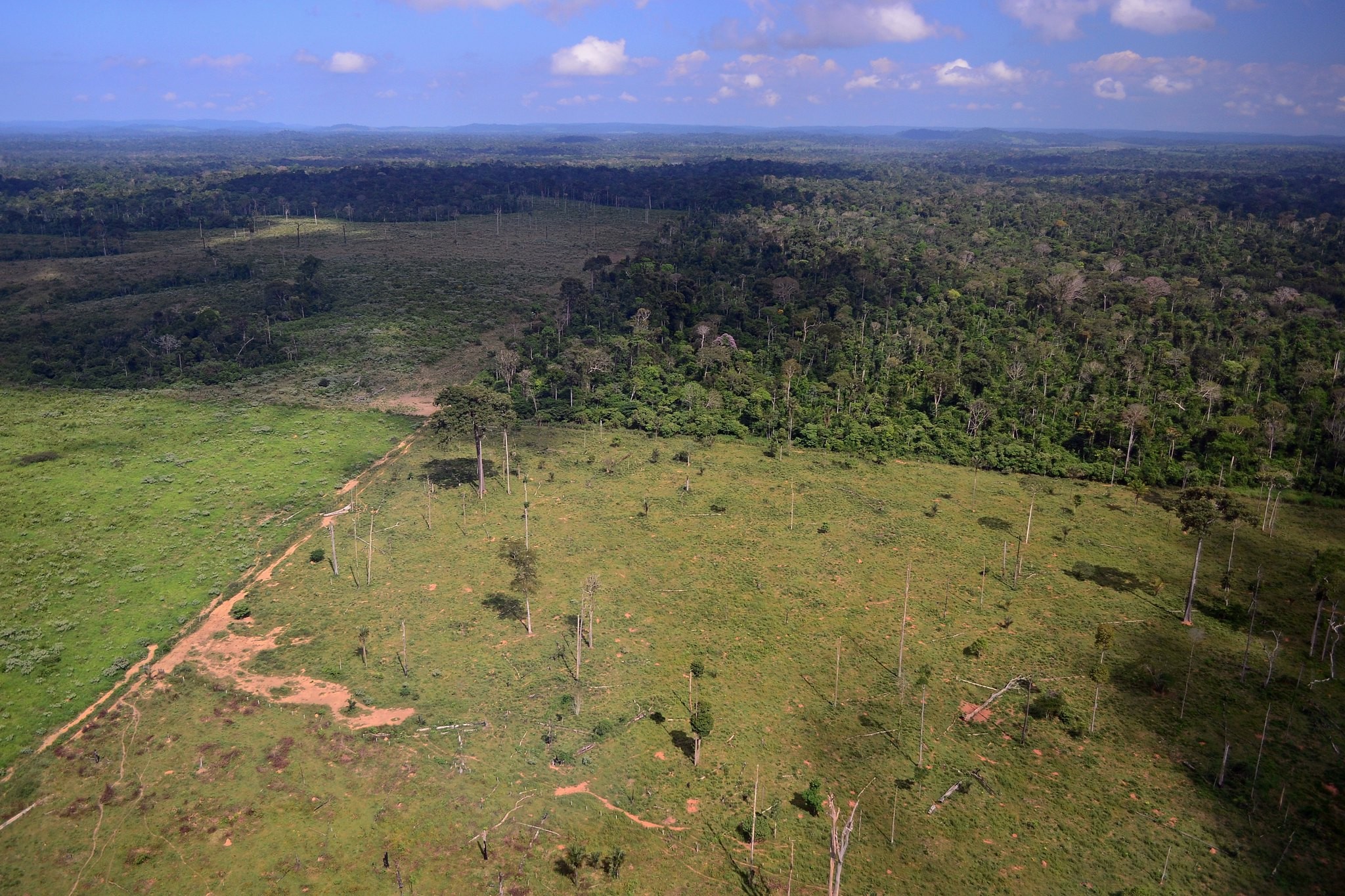 Pecuarista recebe multa de R$ 514 mil por desmatar Amazônia