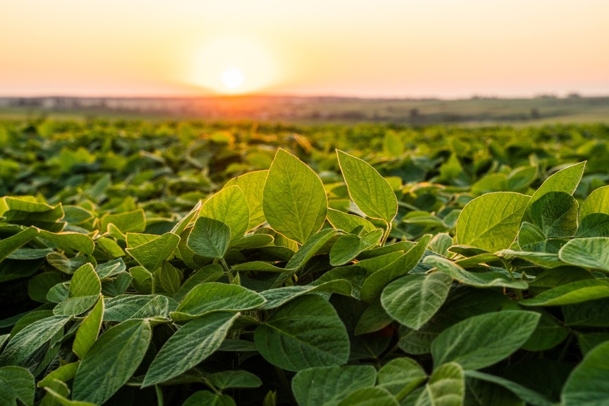 Hoje, 3,3 milhões de hectares têm cobertura de seguro rural