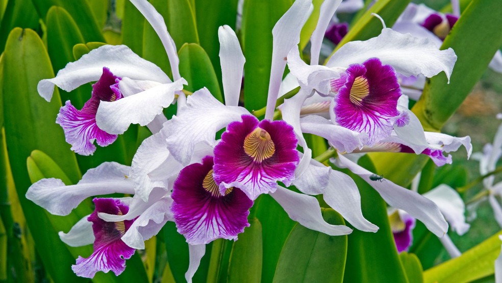 Orquídea cattleya purpurata — Foto: Canva / Creative Commoms