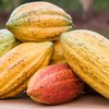 Momento é favorável para novas quedas do cacau no mercado externo - Foto Globo Rural