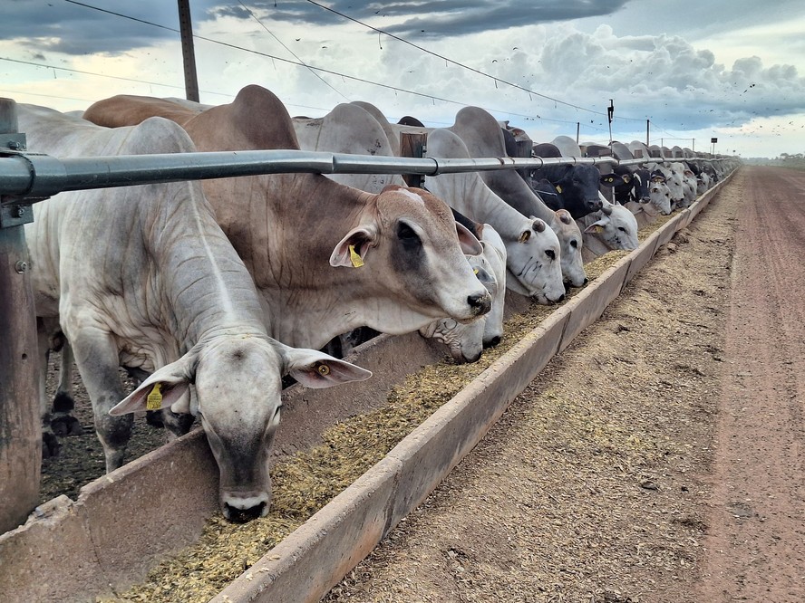 O avanço nos custos alimentares acompanha o forte aquecimento do mercado pecuário