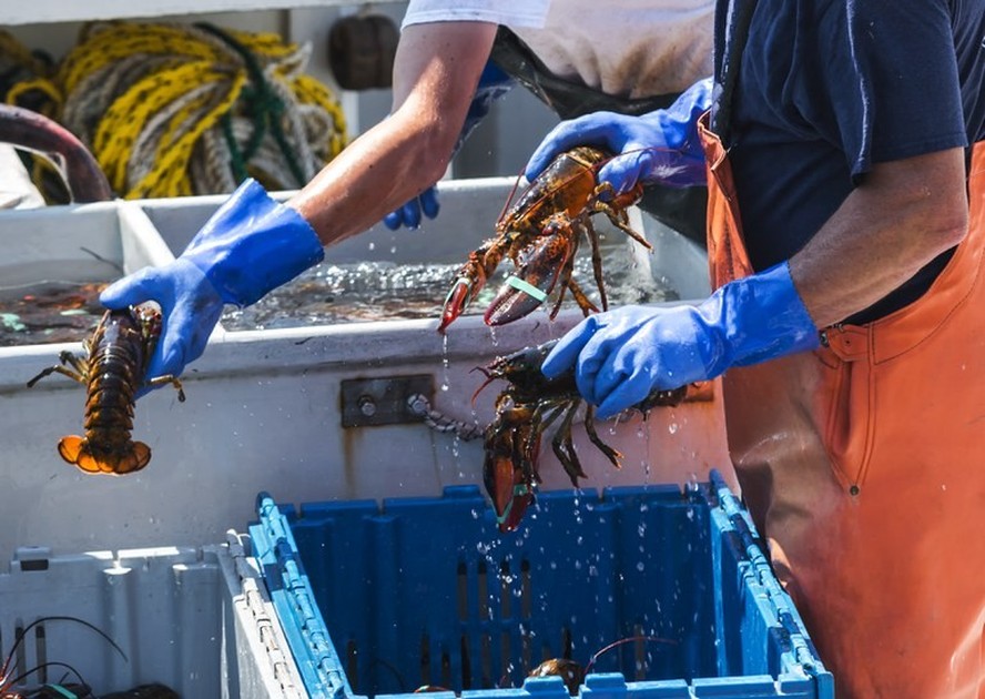 ONG Oceana estimou uma redução de mais de 80% do estoque do crustáceo desde 1950