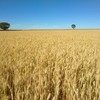 Produtividade deve compensar redução de área plantada e elevar produção paulista de trigo - Jorge Chagas/Embrapa