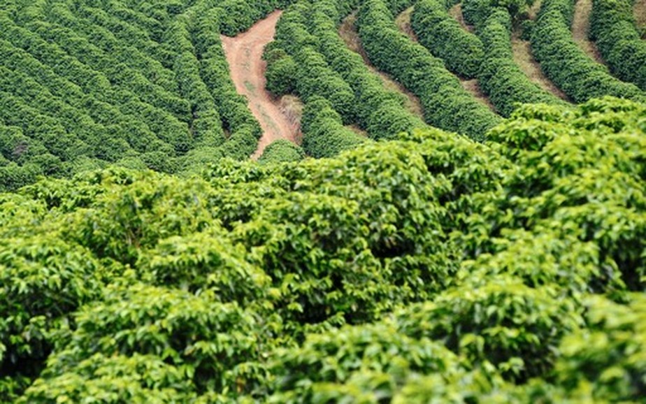 Cafezais do Brasil precisam de mais chuva após florada antecipada