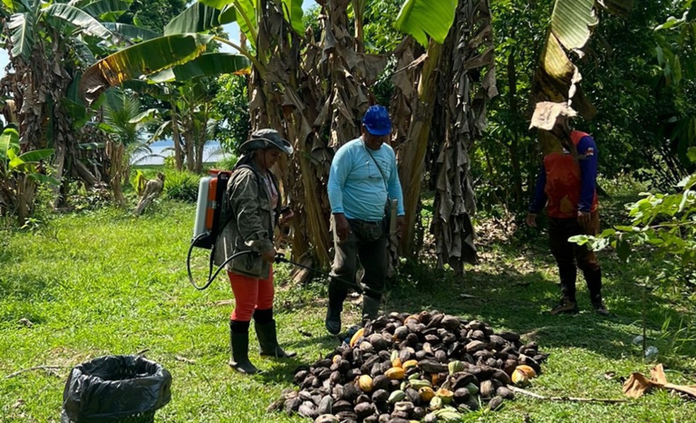 Mapa realiza ação de supressão para conter foco de monilíase em área de produção comercial de cacau no Amazonas — Foto: Mapa/Divulgação