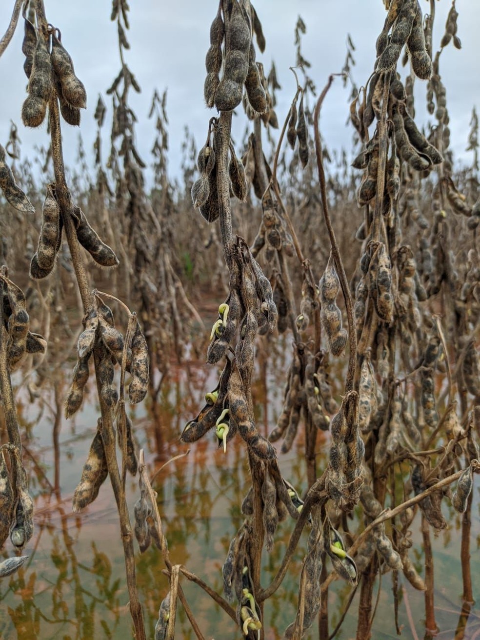 Sem poder colher por causa do excesso de chuva, produtores veem soja apodrecer no campo, em Tocantins — Foto: Ana Clara Carassa/Arquivo Pessoal