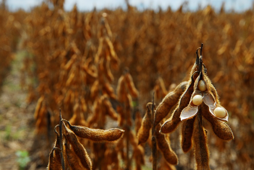 Clima continua seco em áreas produtoras de soja nos Estados Unidos