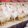 Mercado doméstico ainda não conseguiu equilibrar a disponibilidade de carne de frango à procura - Canva/Creative Commons