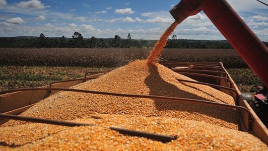 Anec corta projeção para exportações de milho em setembro, mas volume ainda é recorde