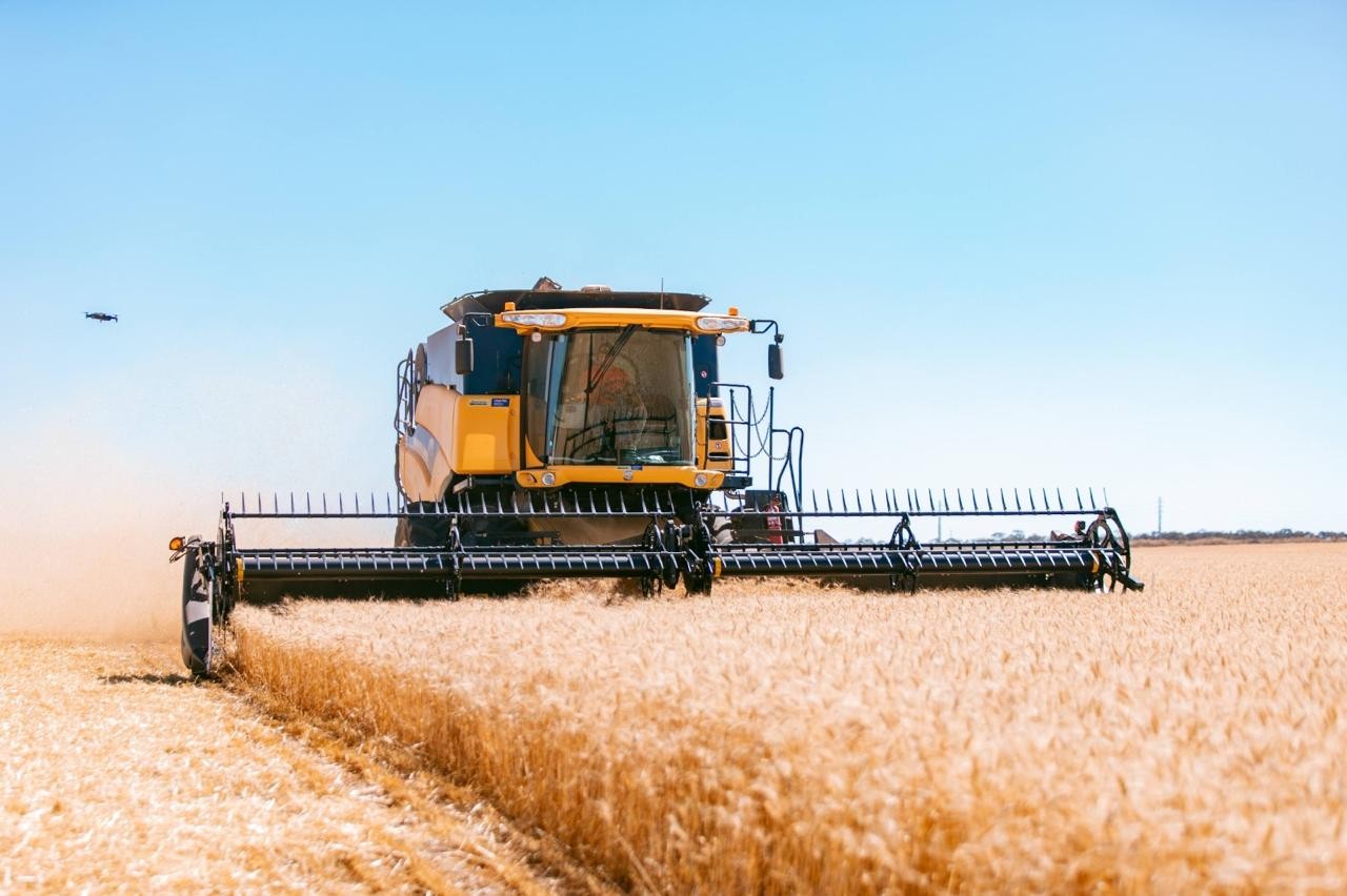 Embrapa supera metas de desenvolvimento do trigo no Cerrado