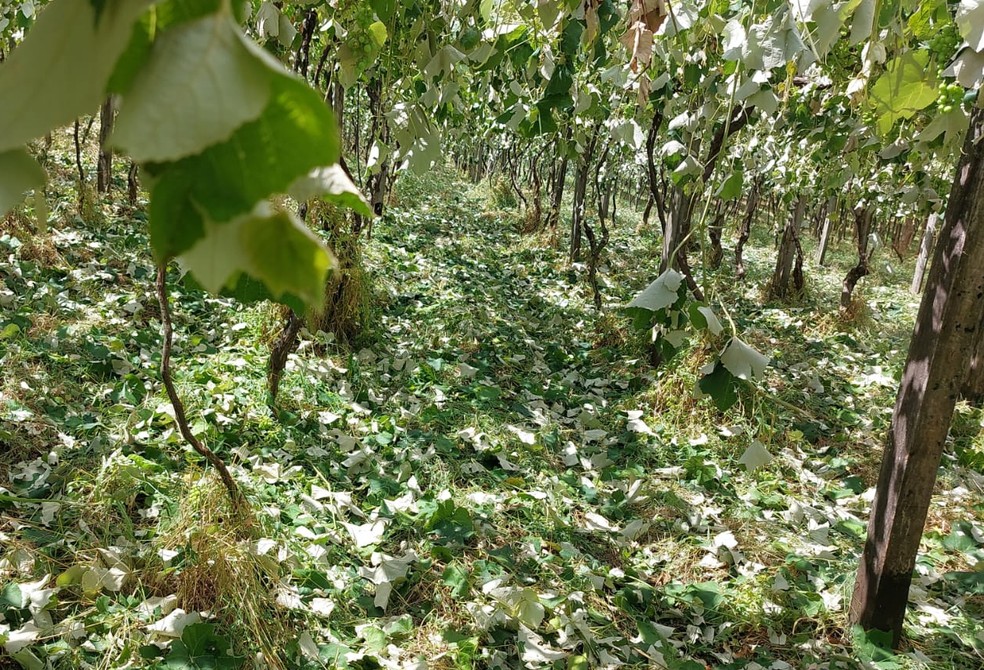 Pedras de gelo devastaram parreiral de uvas em Floriano Peixoto (RS) — Foto: Emater-RS/Divulgação