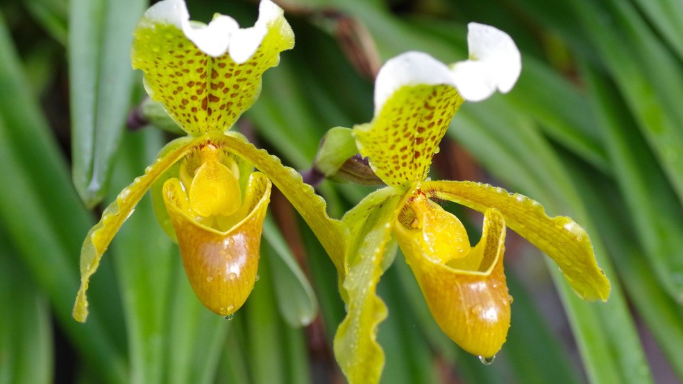 Orquídea paphiopedilum — Foto: Canva / Creative Commoms