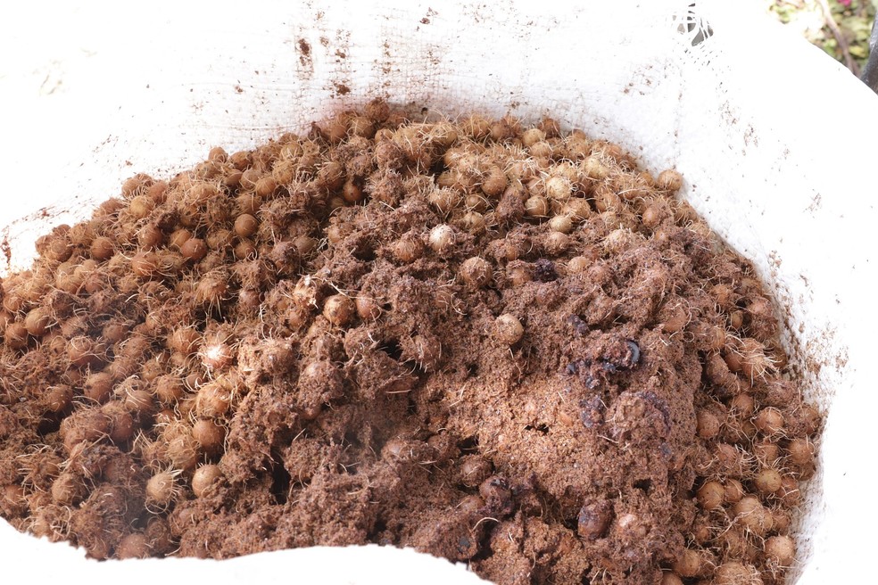 Cada tonelada de açaí processado gera cerca de 700 quilos de caroços — Foto: Divulgação