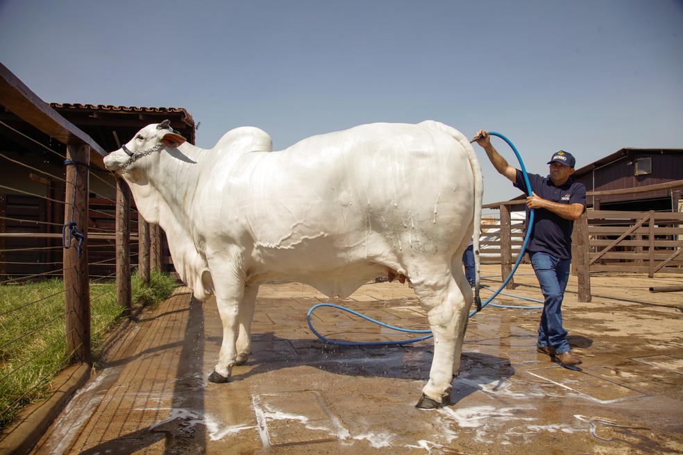 Vaca Viatina-19 FIV Mara Móveis superou os R$ 20 milhões em valorização — Foto: Ricardo Benichio