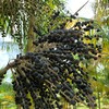 Existem cerca de 50 hectares cultivados com açaí na região noroeste paulista - Divulgação