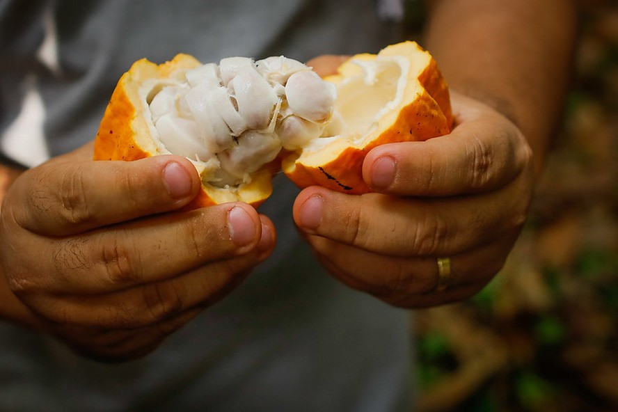 Hoje, 70% da cadeia do cacau no Brasil é composta por pequenos produtores