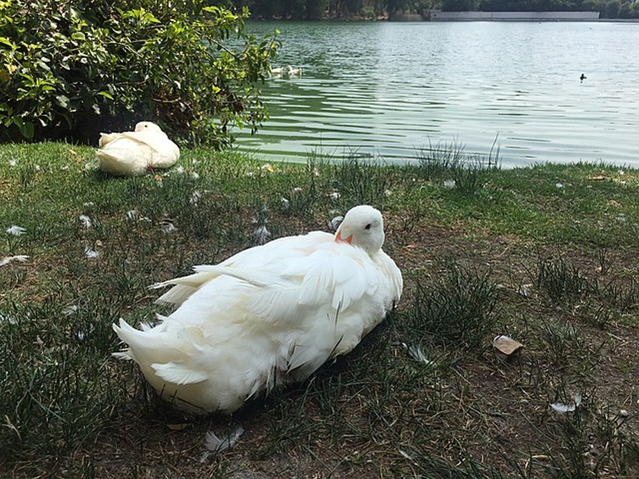 Ke comen los patos