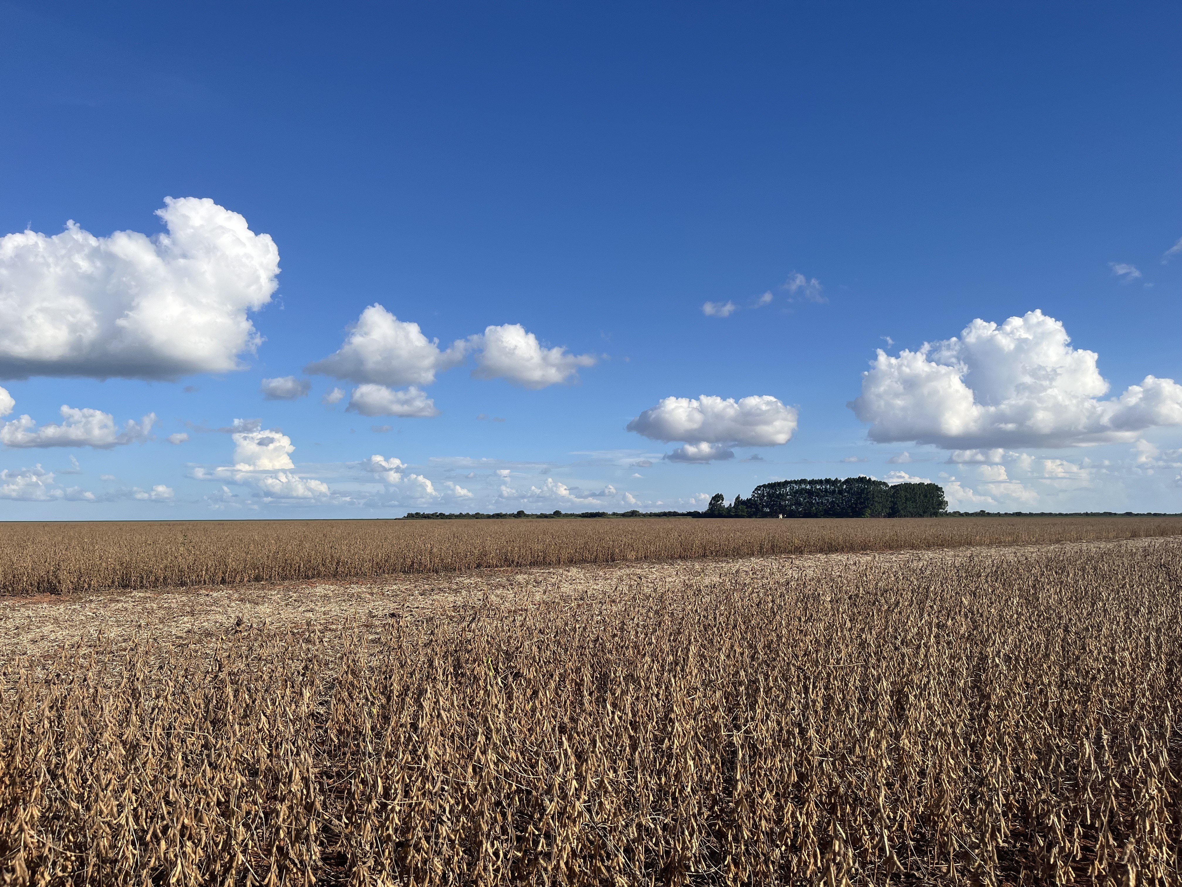 Grãos têm movimentação tímida na bolsa de Chicago