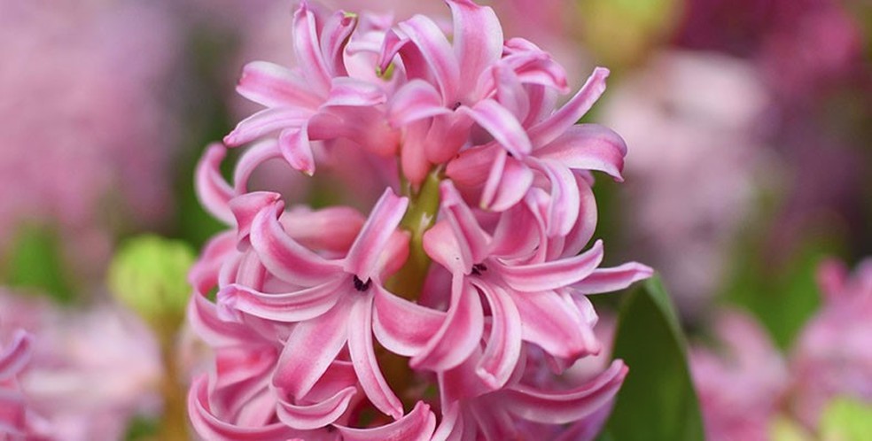 Perfumada, a flor do jacinto aromatiza naturalmente o lugar onde se encontra (Foto: Thinkstock) — Foto: Globo Rural