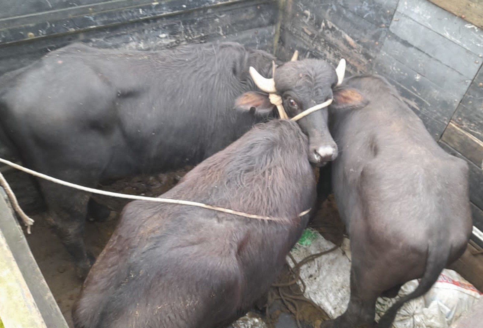 Cerca de 280 búfalos podem ter sido levados pelas chuvas no RS