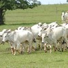 Bov.IS vai ligar os elos das cadeias de carne bovina e do couro, com foco nas boas práticas de produção - Gilson Abreu/AEN