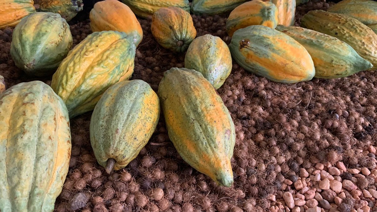 El cacao vuelve a cotizar a más de 10.000 dólares la tonelada  citas