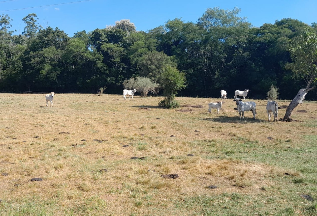 "Com a água secando, o gado está lambendo pedra", diz produtor gaúcho