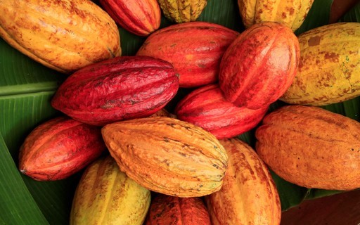 Banana abre caminho para o cacau, e produtores do norte de MG descobrem nova vocação