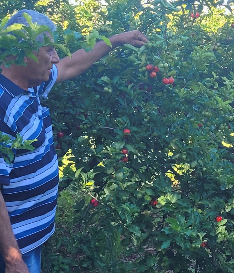José Barbosa cultiva acerola há 20 anos em Irapuru — Foto: Divulgação